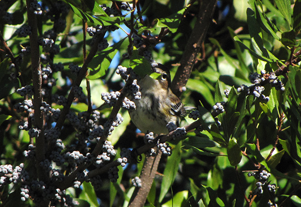Warbler October 24