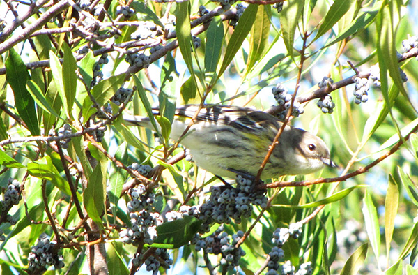 Warbler October 26