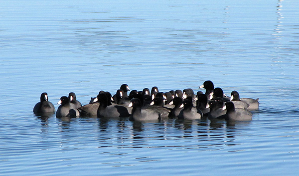 American Coot Jan 8