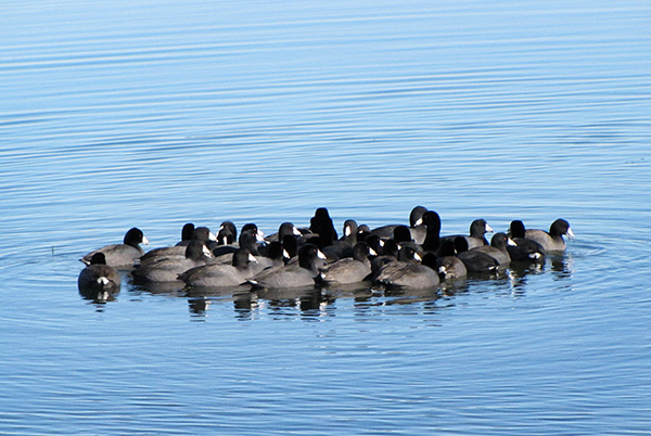 American Coot Jan 8