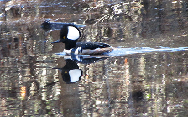 Hooded Merganser Jan 13