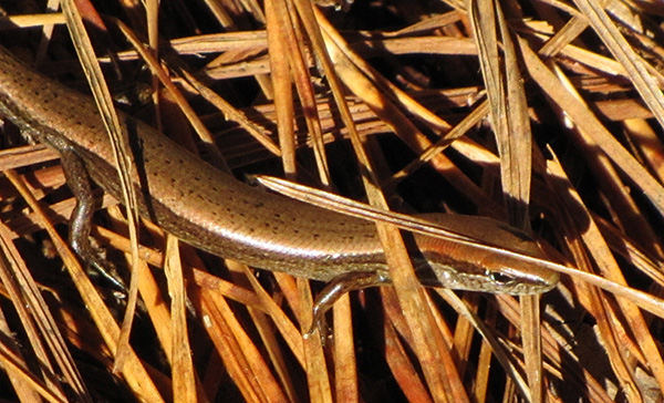 Skink Jan 13