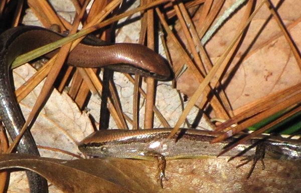 Skink Jan 13