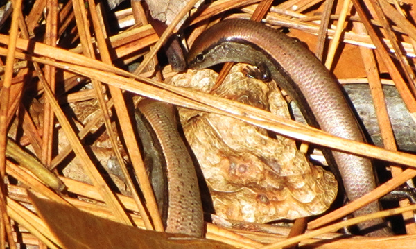 Skink Jan 13