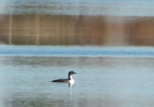 Loon Jan 8