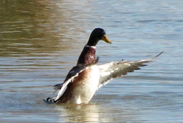 Mallard Jan 8
