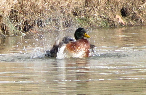 Mallard Jan 8