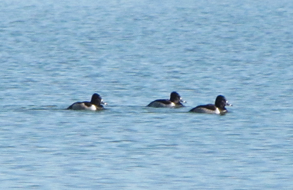 Ring necked Duck Jan 8
