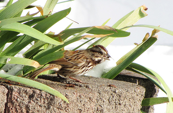 Song Sparrow Jan 23