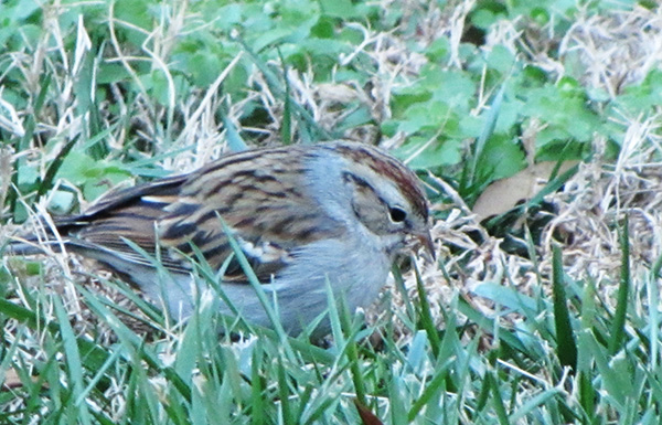 Sparrow Jan 4