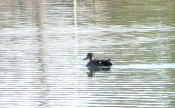 Unknown Duck Jan 8