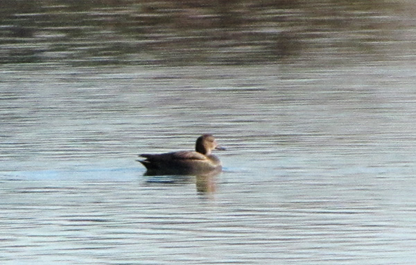 Unknown Duck Jan 8