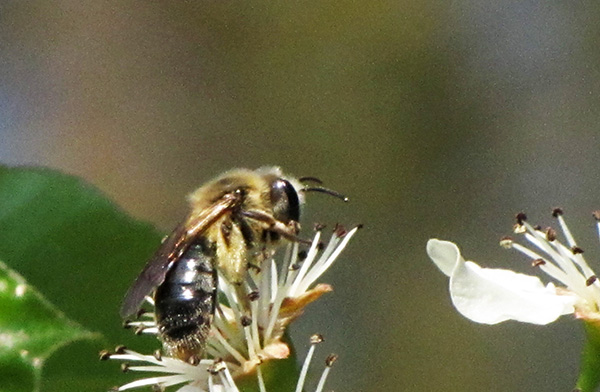 Bee April 9