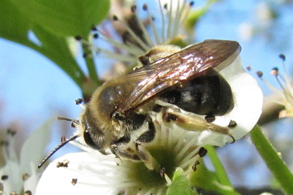 Bee April 9