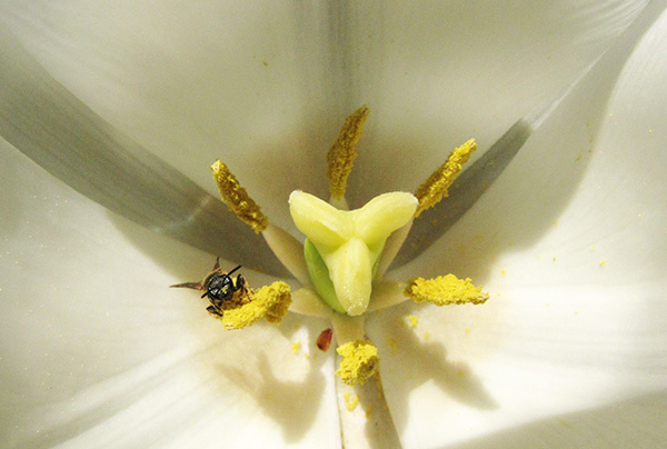 Bee in Tulip April 22