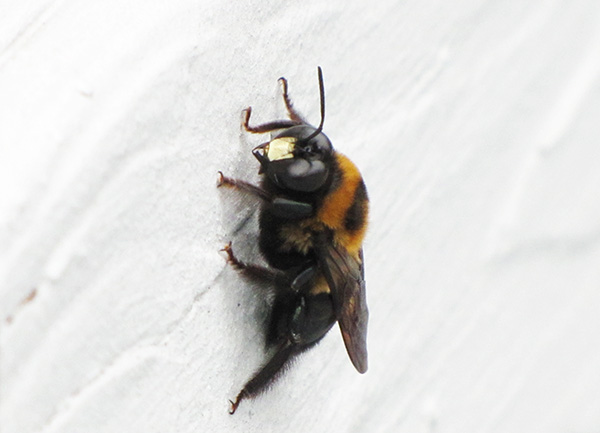 Bee March
