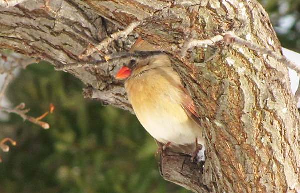 Cardinal Jan 29