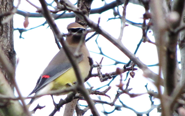 Cedar Waxwing Jan 15