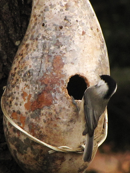 Chickadee Dec 30