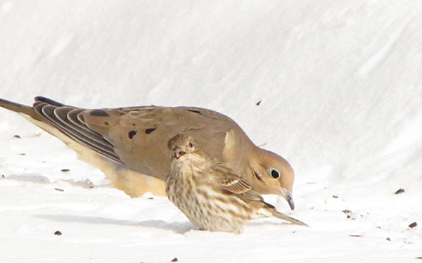 Dove and Finch Jan 29