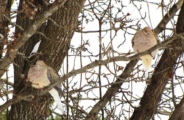 Doves Jan 29