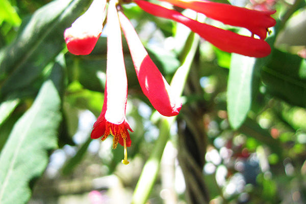 Honeysuckle April 22