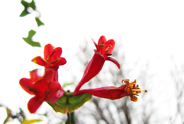 Honeysuckle Jan 1