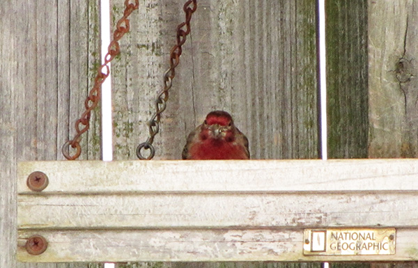 House Finch Jan 29