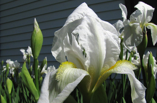 Irises April 5