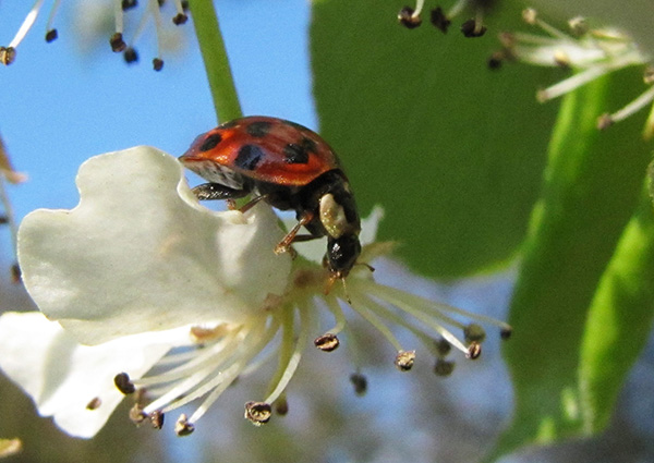 Ladybird April 9