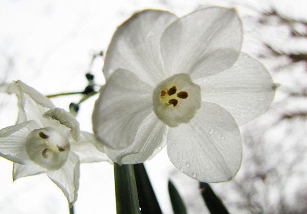 Paperwhites Jan 2