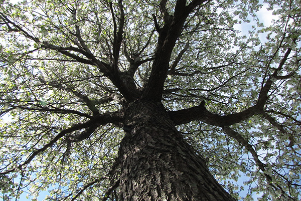 Pear Tree April 5