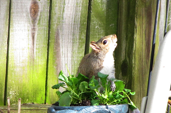 Squirrel Jan 15