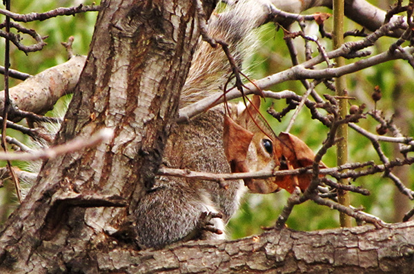 Squirrel Jan 16