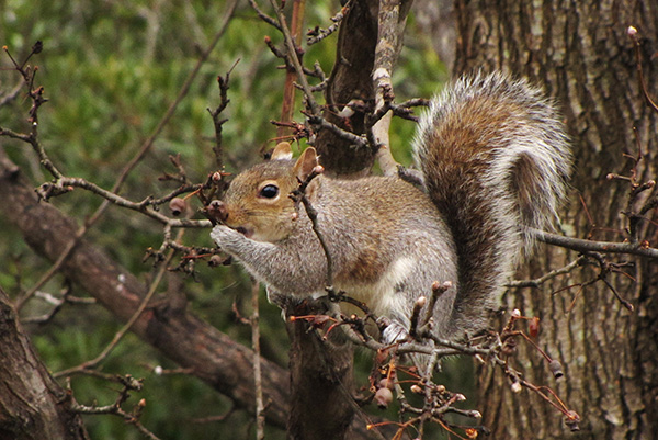 Squirrel Jan 16