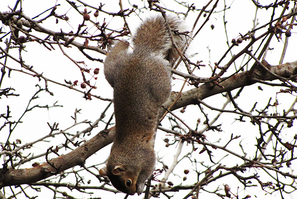 Squirrel Jan 16