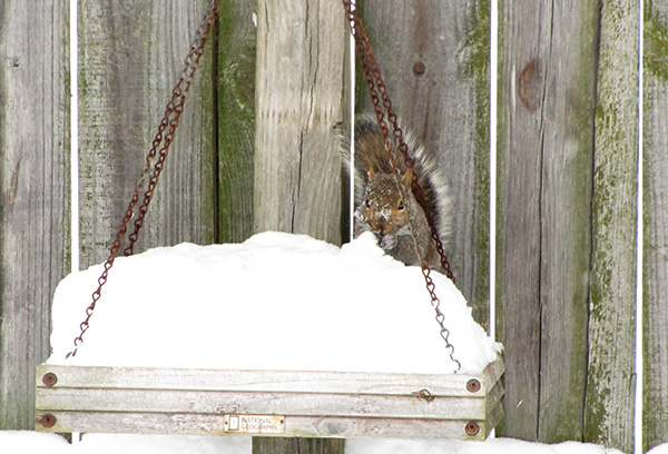 Squirrel Jan 29
