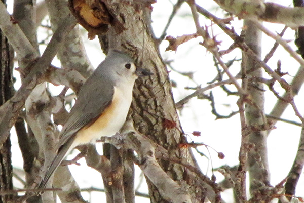 Tufted Titmouse Jan 29