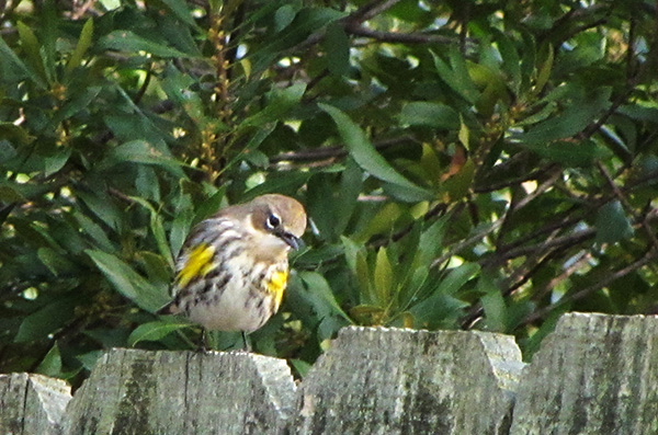 Warbler Jan 15