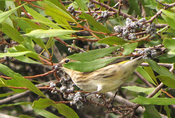 Warbler Oct 28