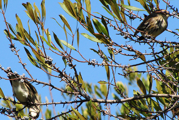 Warbler Oct 29