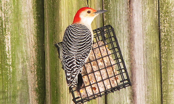 Woodpecker Jan 29
