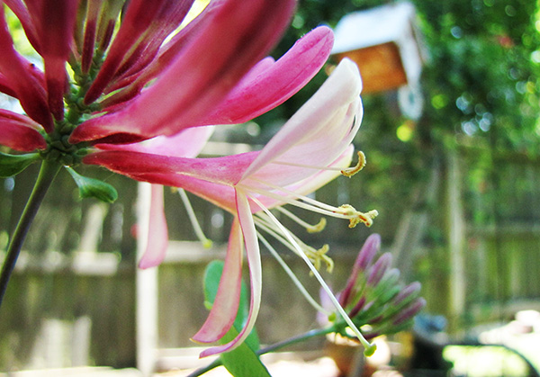 Honeysuckle May 19