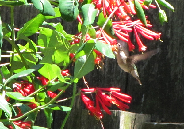 Hummingbird May 4