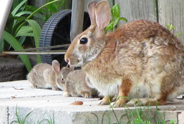 Rabbits May 18