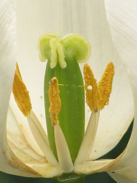 Tulip May 2