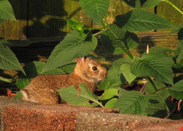 Rabbit June 16