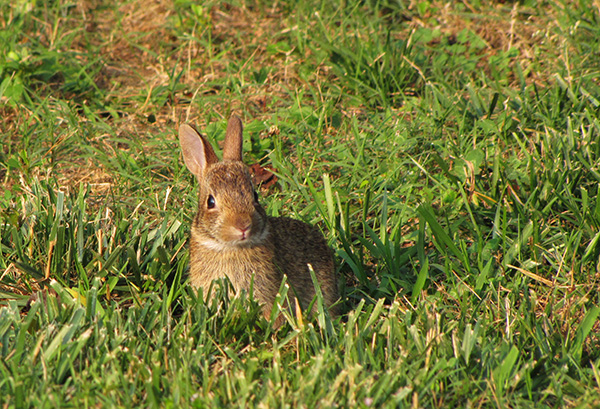 Rabbit June 16
