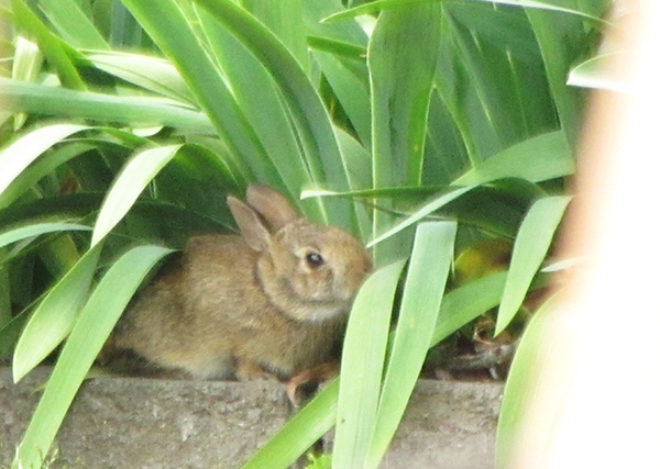 Rabbit May 22
