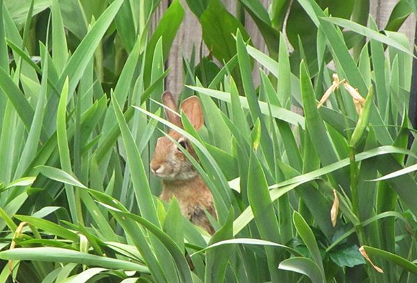 Rabbit May 22